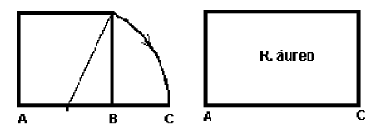 Representación de la proporción áurea en un rectángulo